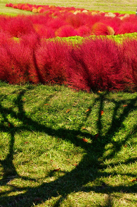 もふもふの紅葉