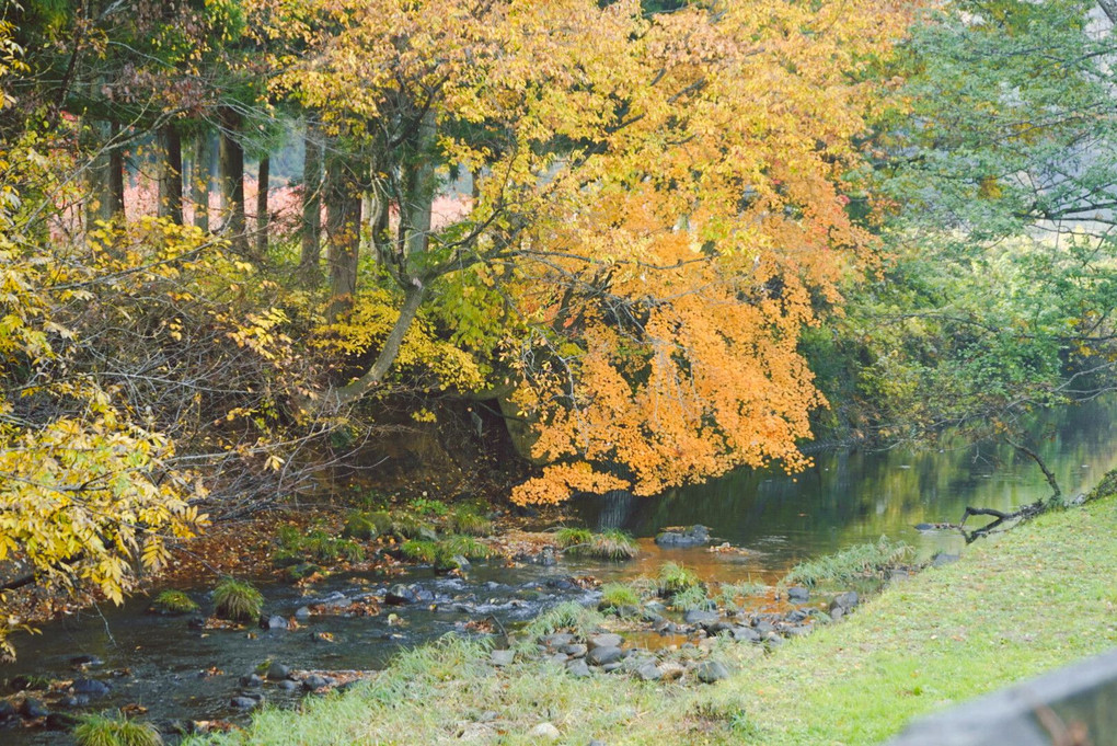 秋の葛丸渓流