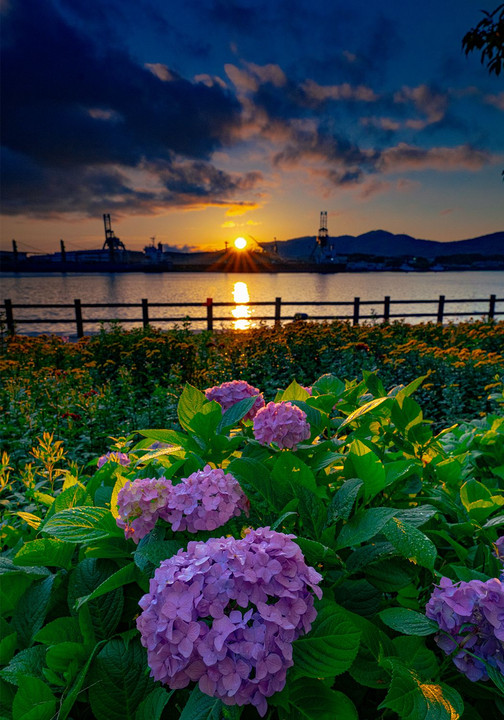 紫陽花の季節