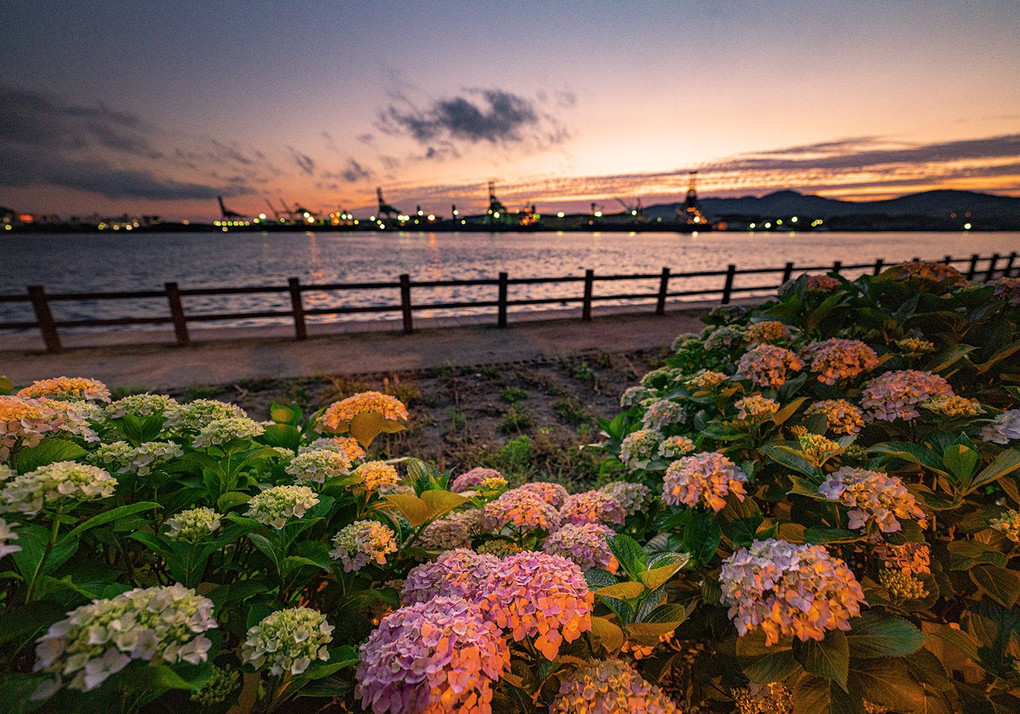 紫陽花の季節