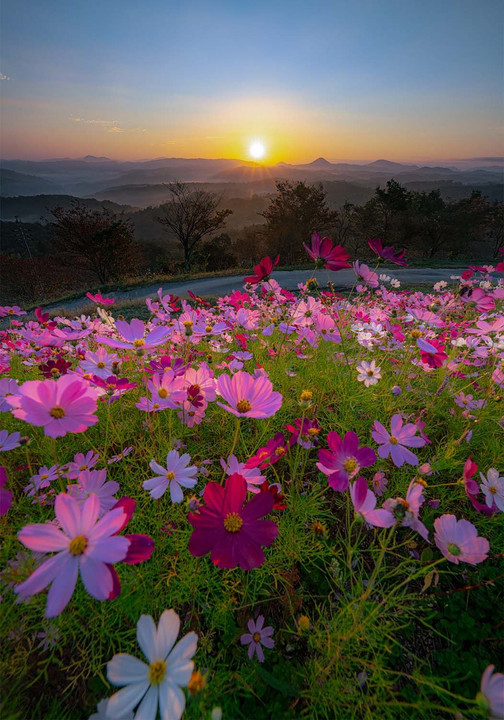 花の駅せら