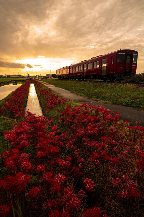 夕陽に向かって赤い列車と彼岸花