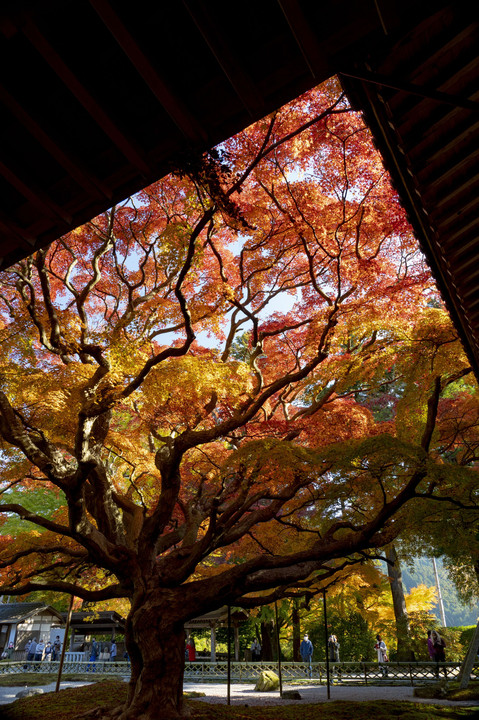 行きたかった紅葉スポット