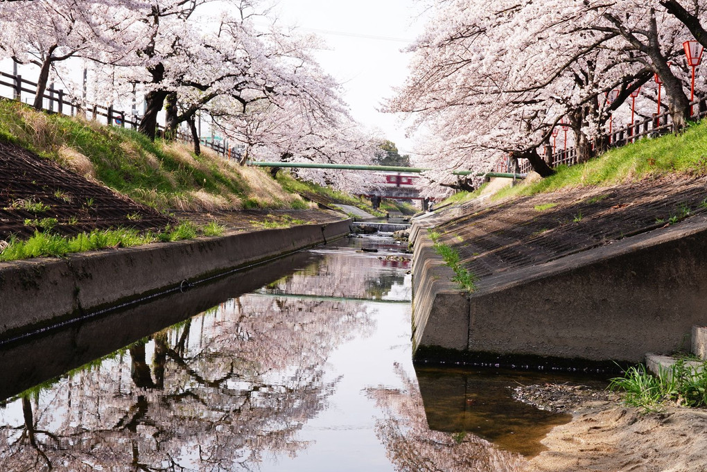川に写す桜並木