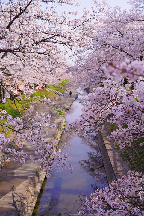 橋の上からみた桜