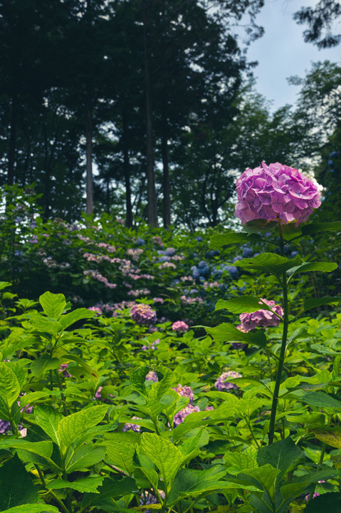 ノッポな紫陽花