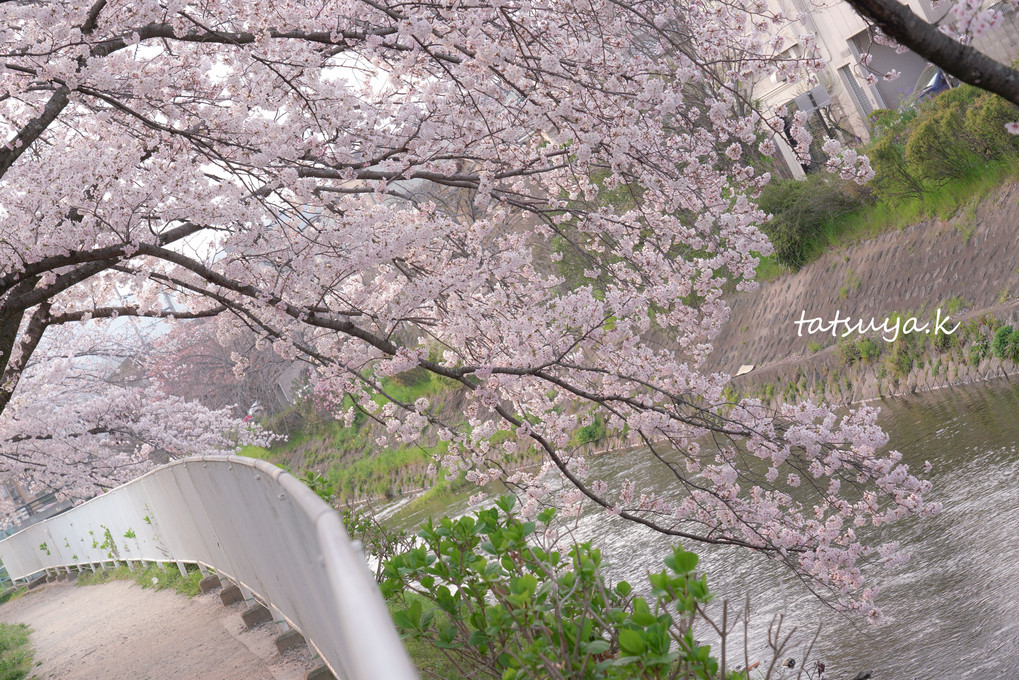 桜と川と道