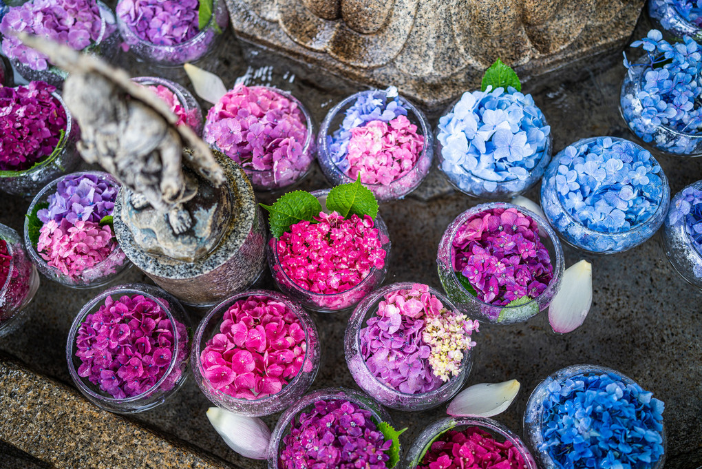 京都三室戸寺の紫陽花