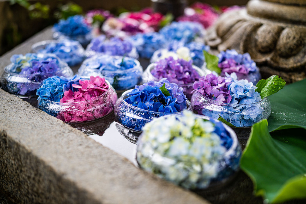 京都三室戸寺の紫陽花