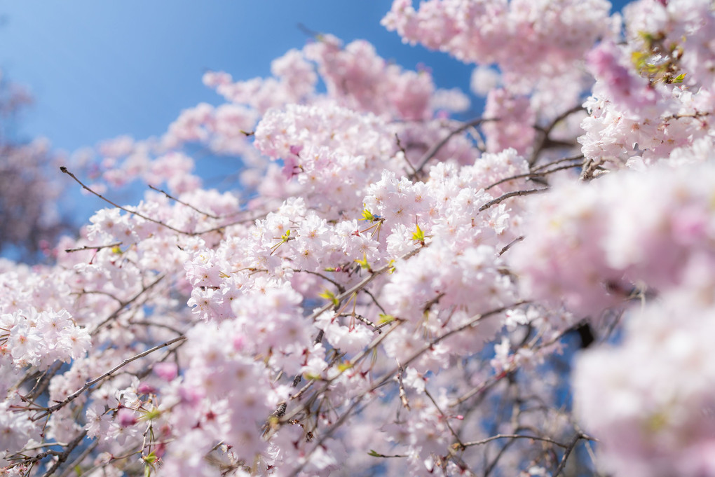 大山崎の桜