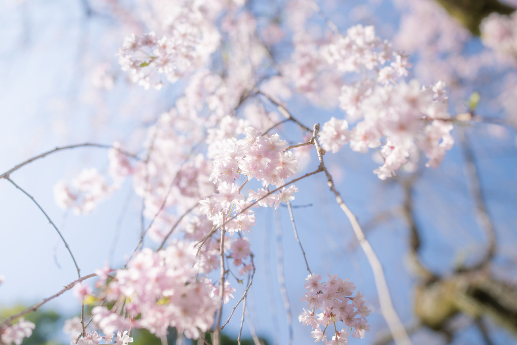 大山崎の桜