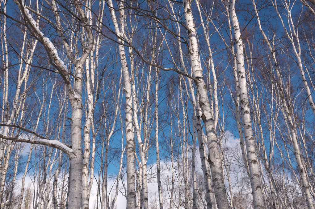 雪の白樺林と野鳥