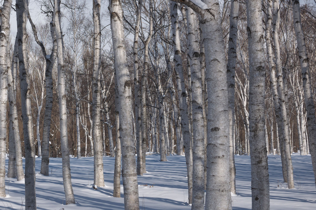 雪の白樺林と野鳥