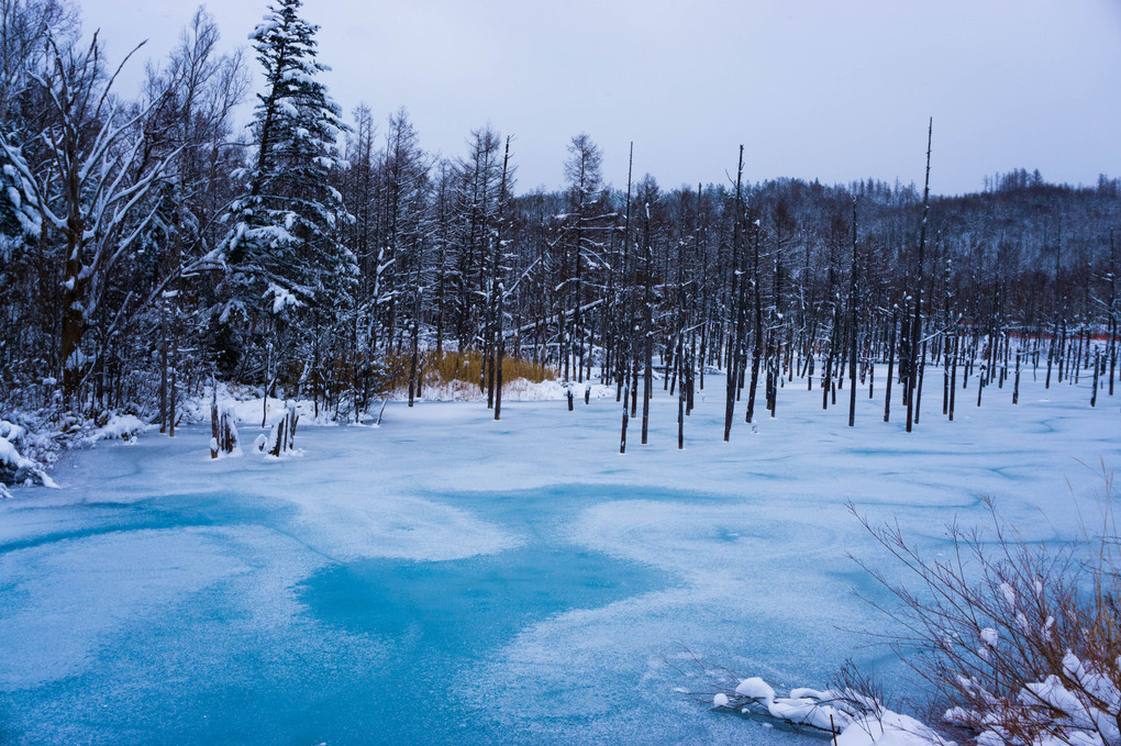 北海道美瑛町　青い池