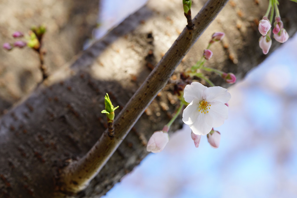 桜咲き始め