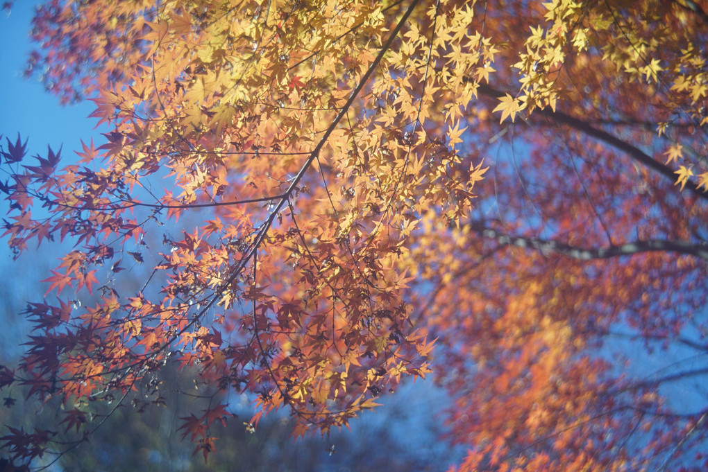 富岡光学LAUSAR85mm/F3.5で撮りました