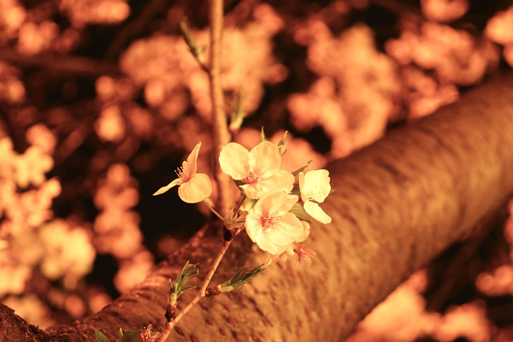 夜桜