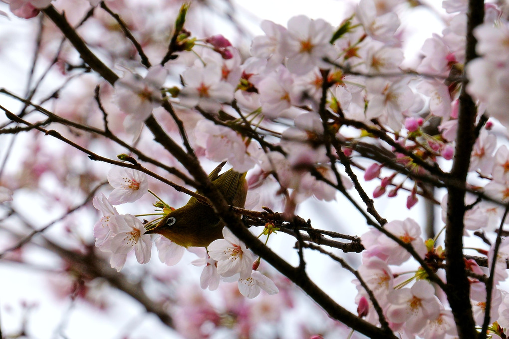 メジロ、桜花に舞う