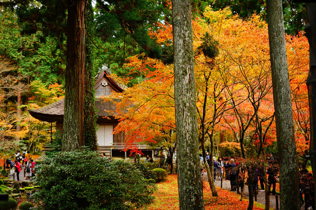 秋の三千院