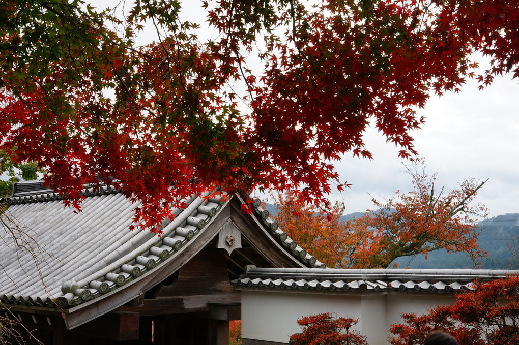 紅葉のある景色