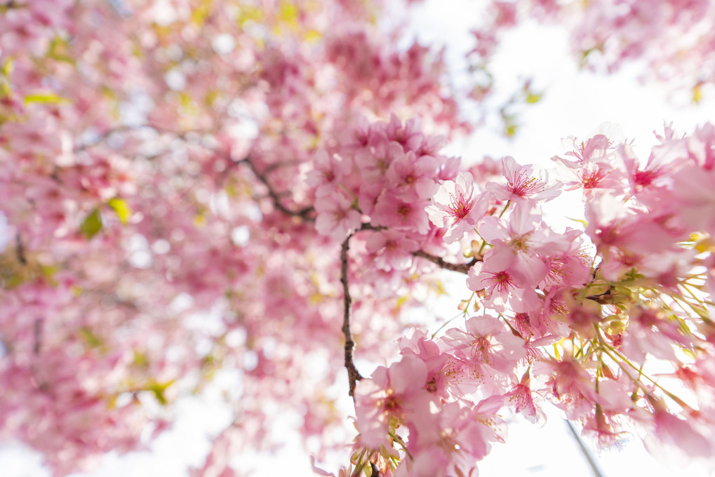 近づく桜の季節