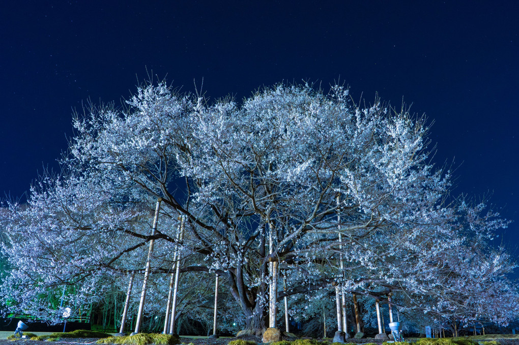 カップルが多い中作業着着て桜を撮る僕🌸🌸