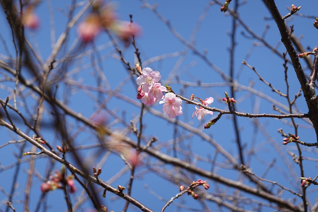 桜が咲き出しました