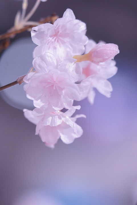 はじめての一眼　偽装の春