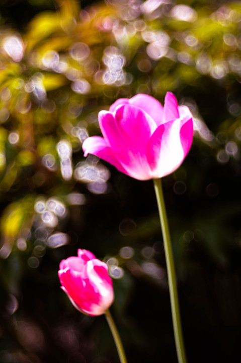 今年最後の花