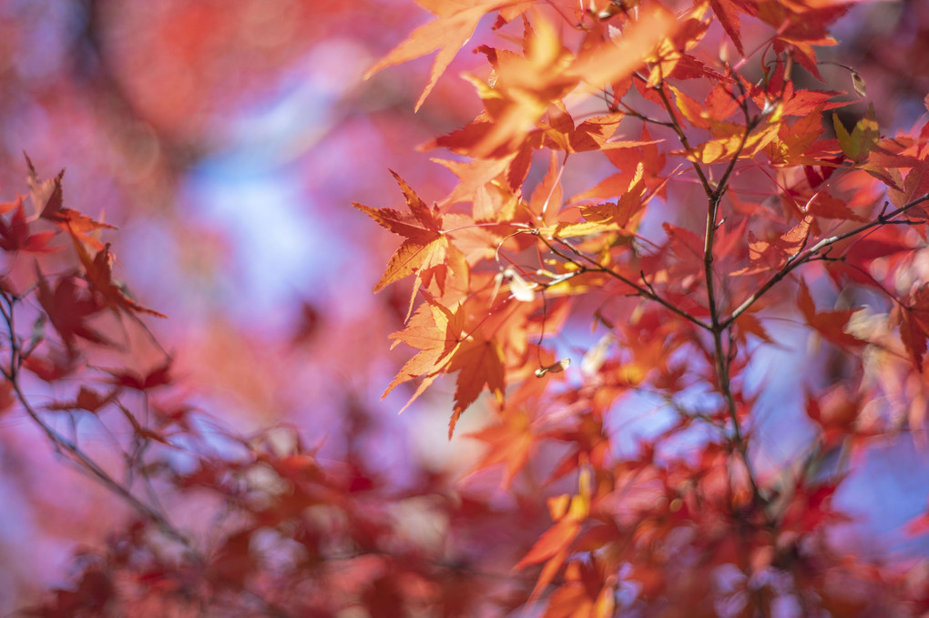 大徳寺/黄梅院の紅葉