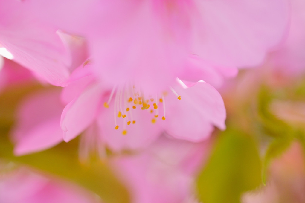 河津桜咲く