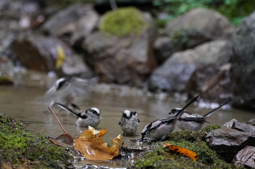 水場のエナガ