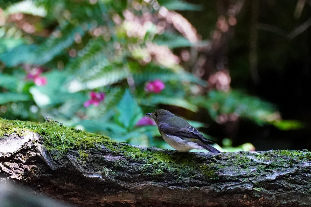 水場の野鳥