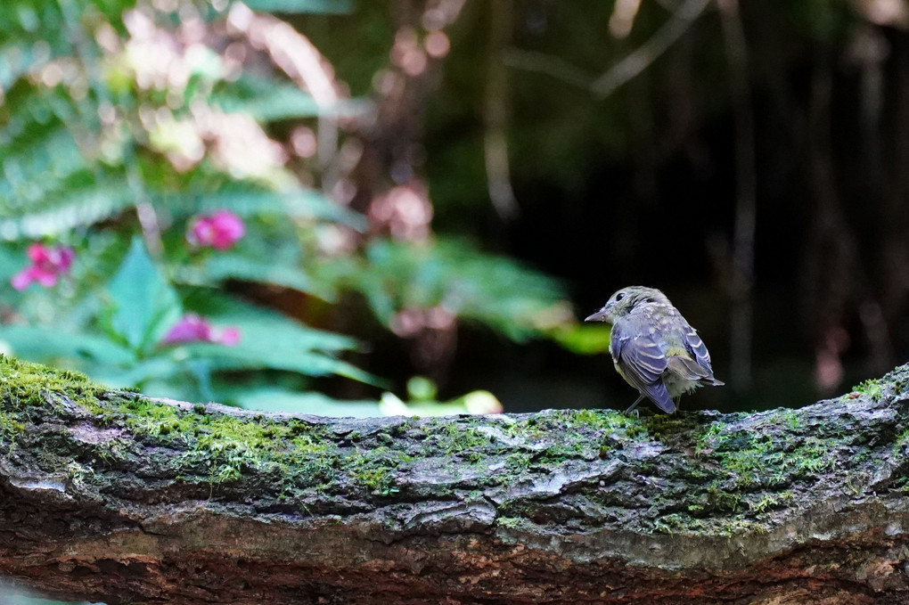 水場の野鳥