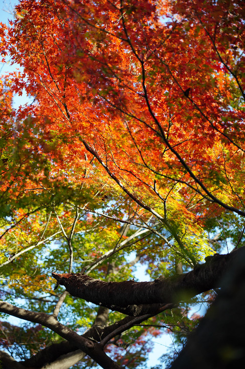 秋を庭園で楽しむ～新宿の森編～