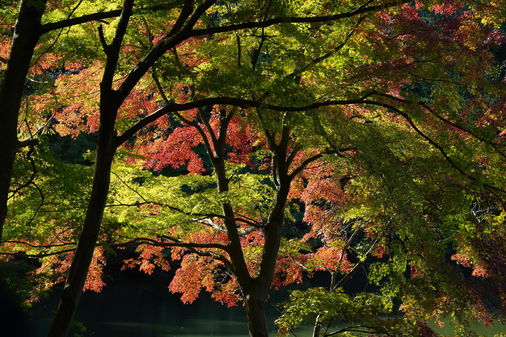 秋を庭園で楽しむ～新宿の森編～