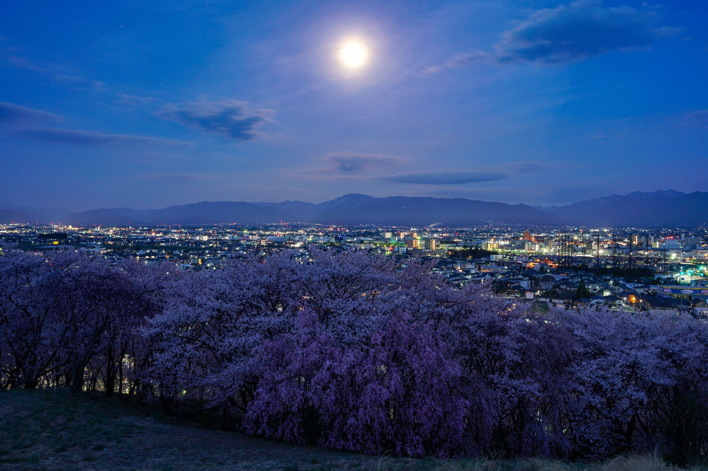 月明りに照らされる桜