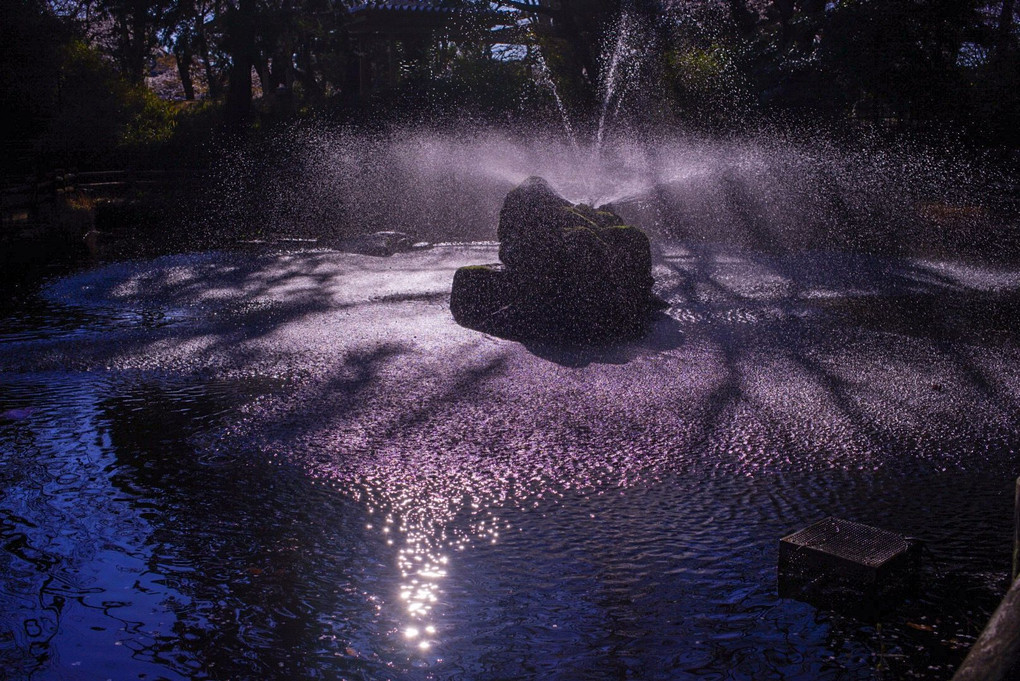 水しぶきの桜