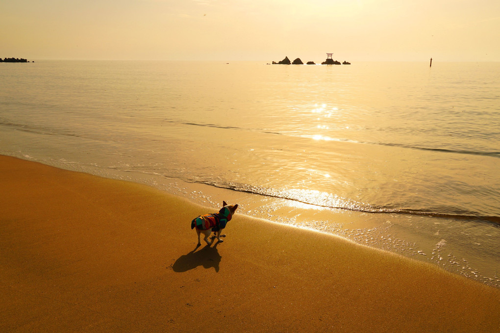 浜の朝