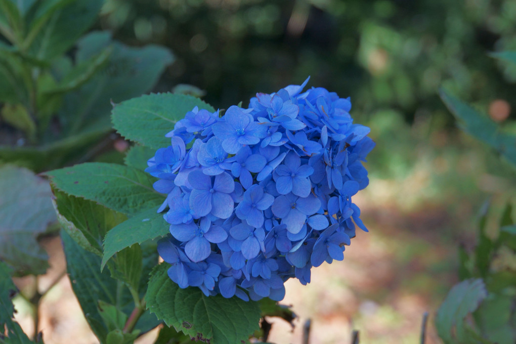 霜月の紫陽花