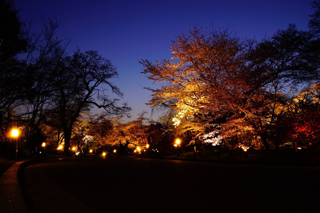 京都府立植物園 ライトアップ