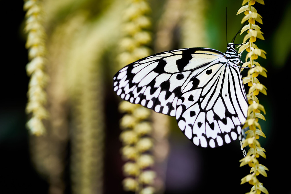 蝶の魅惑