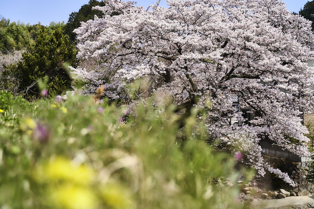 里山へ