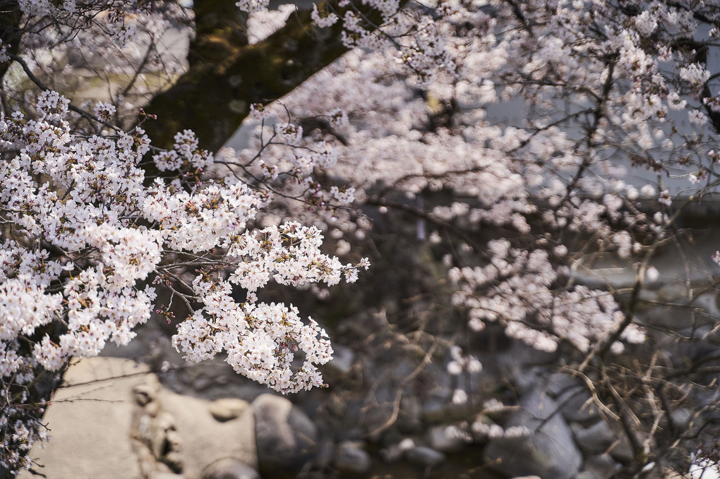 里山へ