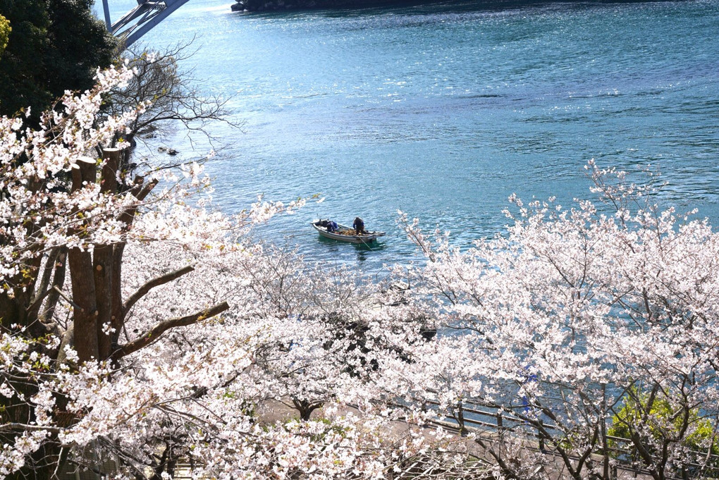 西海橋公園の桜