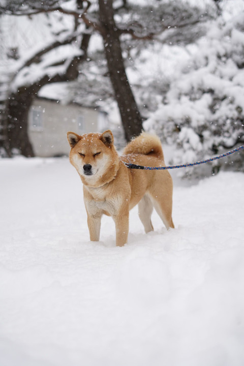 雪の日の犬