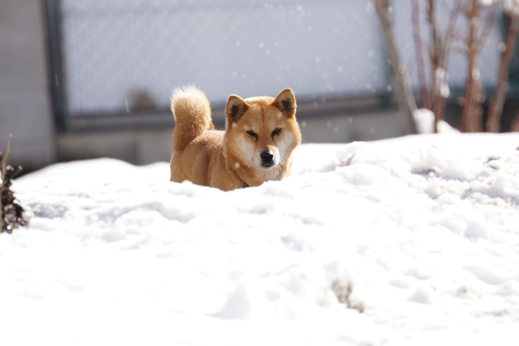 雪の日の犬