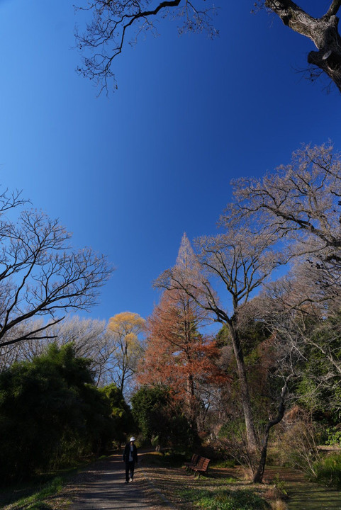 小石川植物園12月