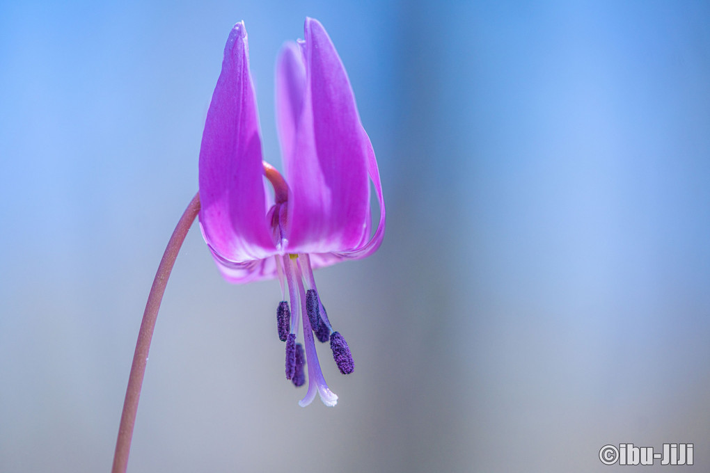 かたくりの花