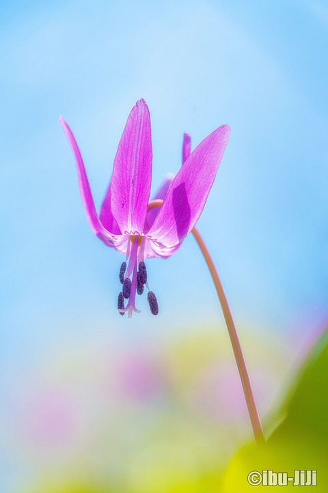 かたくりの花